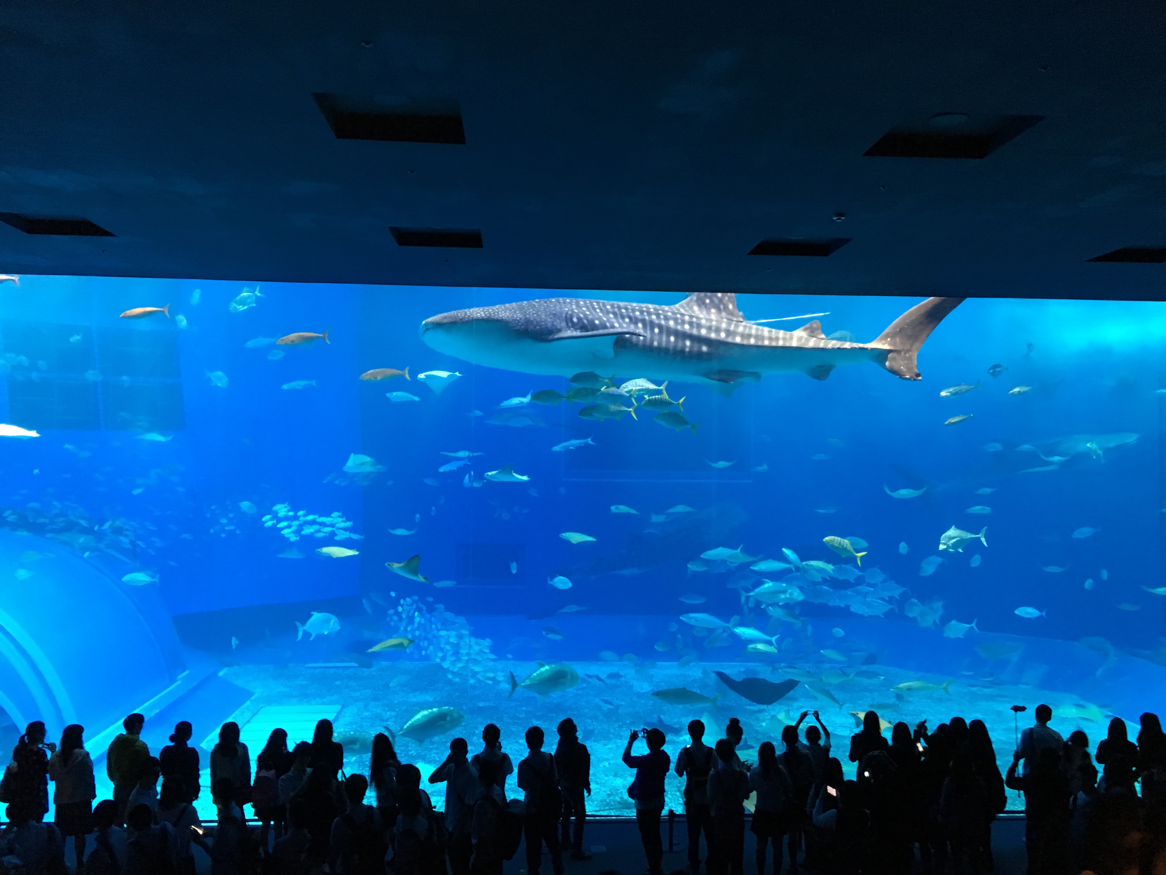 美ら海水族館